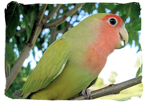 The Augrabies Falls National Park, is part of the natural habitat of the well known Rosy-faced Lovebird (Agapornis Roseicollis