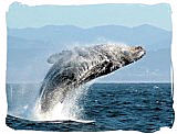 Breaching humpback whale - Addo Elephant National Park 