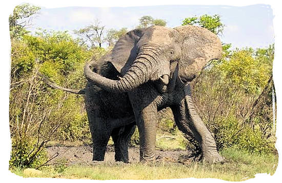 Elephant taking a mud bath