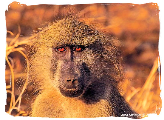 Baboons are quite common in most parts of South Africa - Marakele National Park Climate, Thabazimbi Waterberg