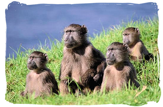 Baboon Family with all the noses in the same direction - Kruger National Park Camps, Kruger National Park, Map, Tours, Safaris