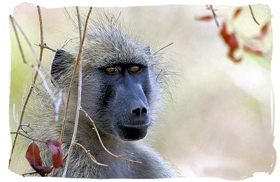 baboon portrait