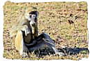 Baboon on guard