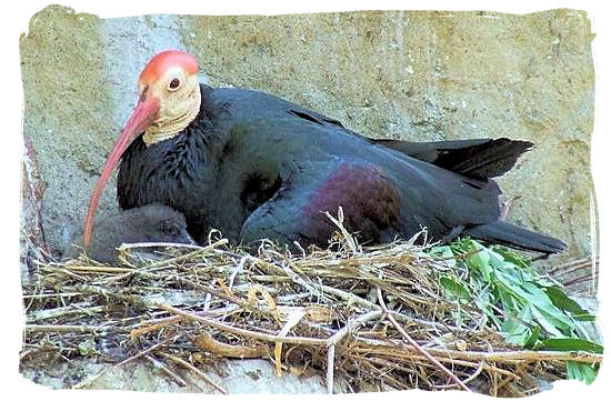Bald Ibis with her young