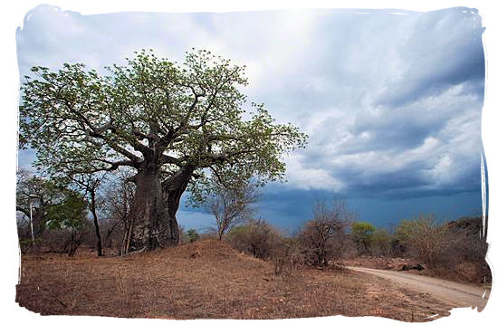 Old Baobab tree standing up to an approaching thunder storm.
