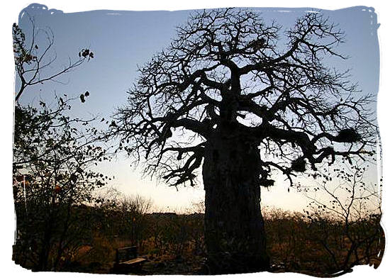 The sun sets over Mopani rest camp and its Baobab tree