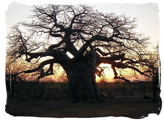 Baobab tree at sunset in Mapungubwe Park
