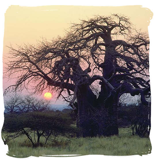 Old Baobab tree at sunset - Kruger National Park wildlife