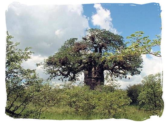 The huge gnarled old baobab tree, a dominating feature in the Mopani camp