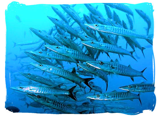 Shoal of barracudas - seafood cuisine in South Africa.