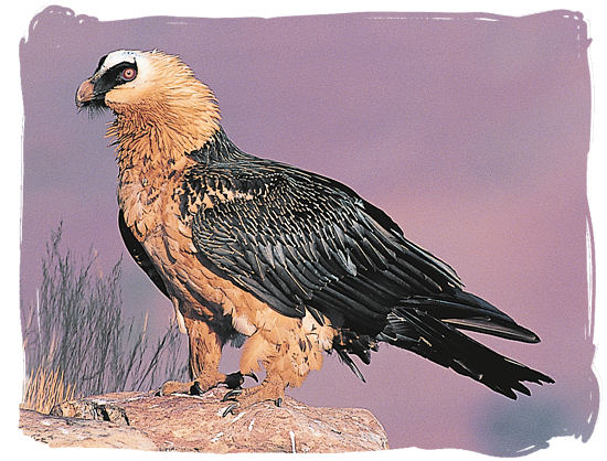 The Bearded Vulture