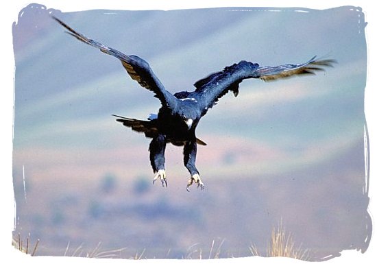 The Black Eagle is landing - Marakele National Park activities