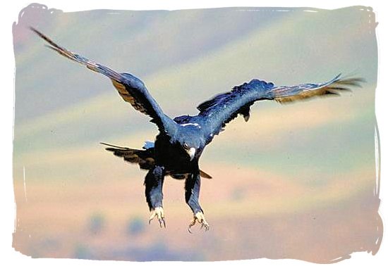 Black Eagle going for its prey - Addo Elephant Park accommodation