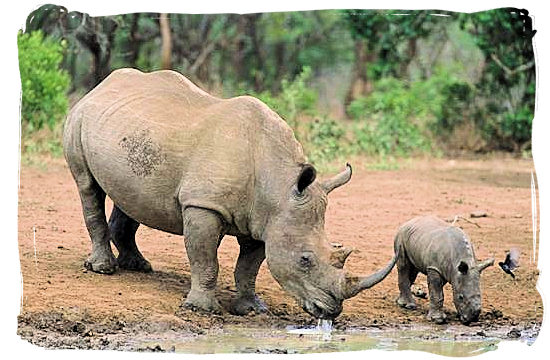 Pretoriuskop rest camp, place to go for stunning Rhino encounters