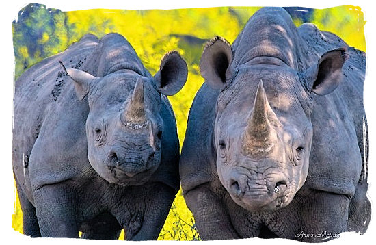 Pair of Black Rhino being curious - Marakele Park in South Africa