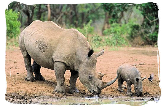 Black Rhino mother and her baby