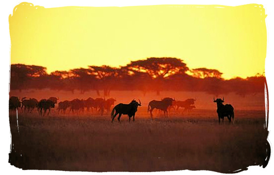 Herd of Black Wildebeest (Gnus) at sundown - Tsendze Camping site, Kruger National Park, South Africa