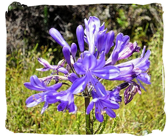 Blue Cape Agapanthus, a native of the Cape of Good Hope - Kirstenbosch Botanical Gardens, Home to Stunning Protea flowers