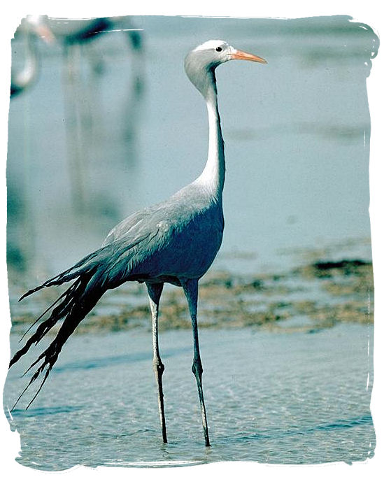 The beautiful Blue Crane, a national symbol of South Africa