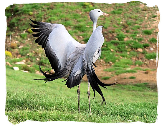 The Blue Crane - National Symbols of South Africa