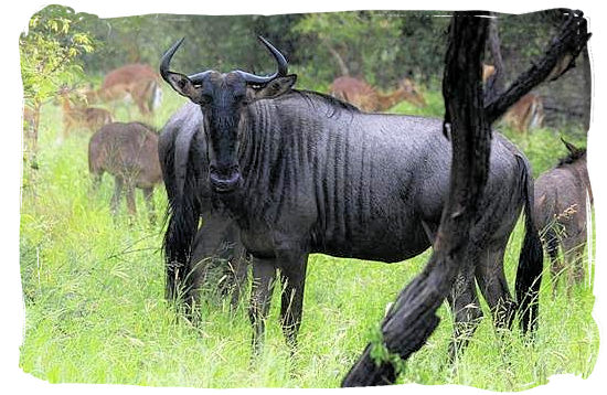 Blue Wildebeest (Gnu) - Shimuwini bushveld camp, Kruger National Park