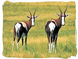 The rare Bontebok antelope in the Bontebok National Park