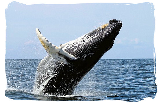 A Humpback Whale breaching the water of false Bay - Table Mountain National Park near Cape Town in South Africa