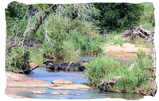 Buffalos seeking relief from the heat - Tsendze camp