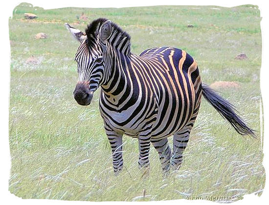 Burchell’s Zebra, a sub species of the common or plains Zebra - Golden Gate Highlands National Park