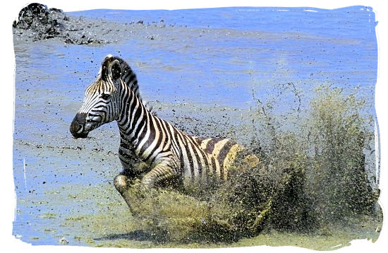 A Burchells zebra on the run - Marakele National Park Climate, Thabazimbi Waterberg