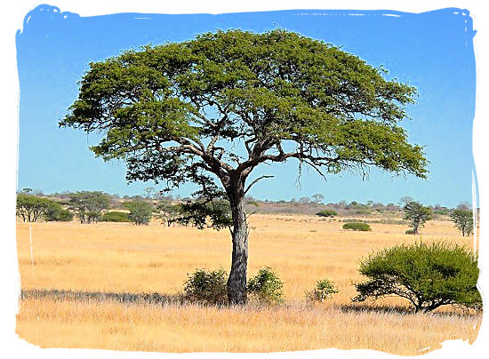 Camel Thorn tree - Mokala National Park in South Africa, endangered African animals