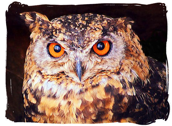 The Cape Eagle Owl (Bubo capensis)