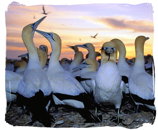 Colony of Cape Gannets, one of the many sea-bird species around the Cape Peninsula - Table Mountain National Park near Cape Town in South Africa