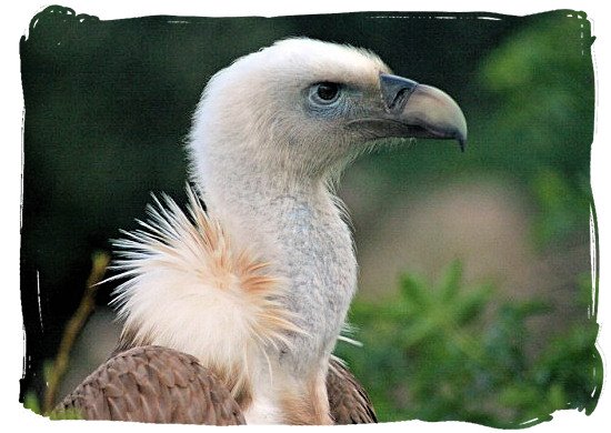 One of the 800 breeding pairs of Cape Griffin Vultures in the Park - Marakele Park Climate, Thabazimbi Waterberg