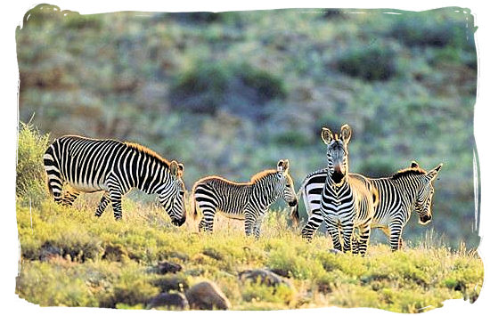 The rare Cape Mountain Zebra - Camdeboo National Park (previously Karoo Nature Reserve)