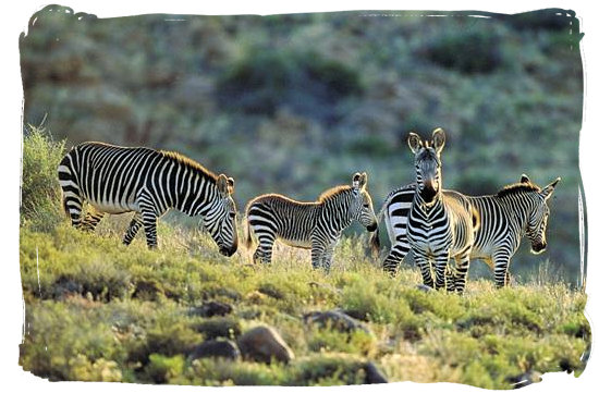 The rare Cape Mountain Zebra