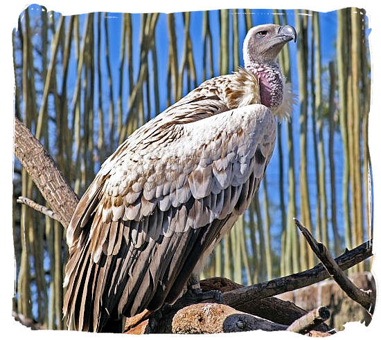 The endangered Cape Vulture - Marakele Park in South Africa
