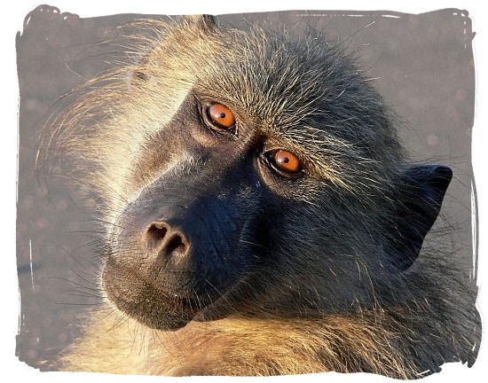 Chacma Baboons are a familiar sight on the Cape peninsula - Table Mountain National Park near Cape Town in South Africa