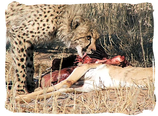 Dinner is on the table for this Cheetah - The Kalahari desert, place of breathtaking Kalahari safaris