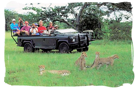 Game drive and Cheetah encounter - Shimuwini bushveld camp, Kruger National Park