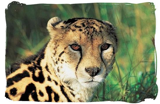 Portrait of the rare King Cheetah - Mopani rest camp