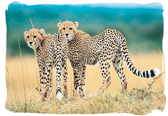 Cheetahs, the fastest animals on land - Shimuwini bushveld camp, Kruger National Park