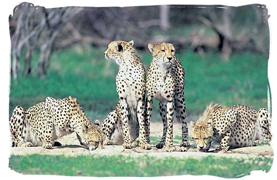 Cheetahs, fastest animals on earth - Shingwedzi Rest Camp, Kruger National Park, South Africa