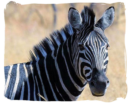 Burchell’s Zebra, a subspecies of the common or plains Zebra