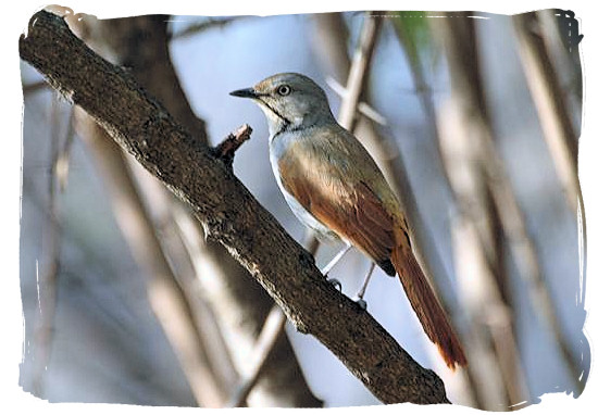 The rare Collared Palm Thrush near the rest camp - Shingwedzi Rest Camp, Kruger National Park, South Africa