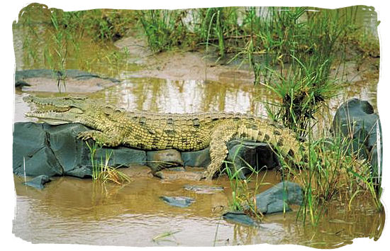Nile crocodile lazing in the sun - Kruger National Park wildlife