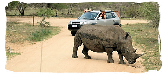 When driving in South Africa in a rural area, be on the lookout for wildlife on the road