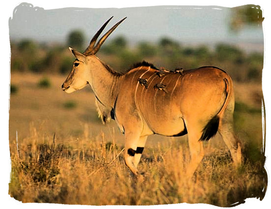 The Eland, largest of the Antelope species - Golden Gate Highlands National Park