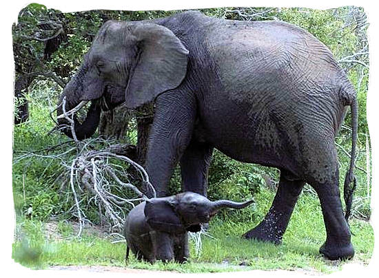 Elephant mother and her baby - Shimuwini bushveld camp, Kruger National Park