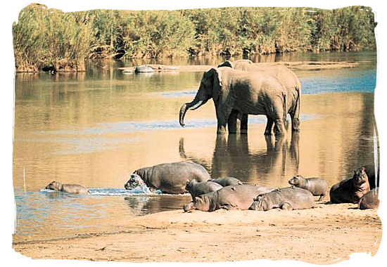 Elephants and Hippos near Punda Maria rest camp